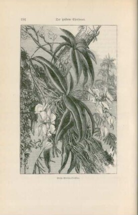 Große Motten-Orchidee