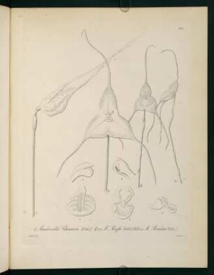 186r-186v, Masdevalliia Chimaera...