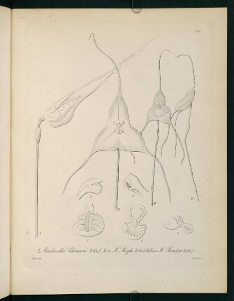 186r-186v, Masdevalliia Chimaera...