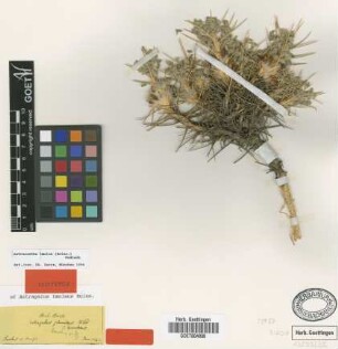 Astracantha tmolea (Boiss.) Podlech [isotype]