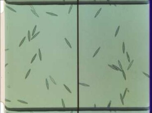Photokinesis and Photophobic Responses of the Diatom Navicula peregrina