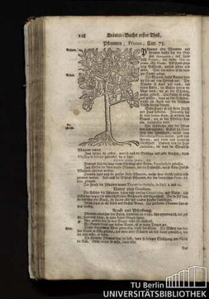 Cap. 75. Pflaumen, Prunus.