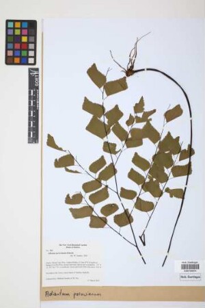 Adiantum peruvianum