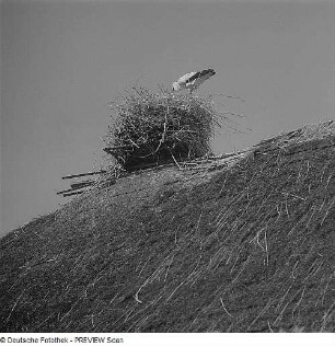 Storchennest auf einem Dach