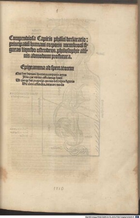 Compendiosa Capitis physici Declaratio principalium humani corporis membrorum figur. liq. ostendens