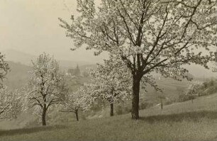 Böhmisches Mittelgebirge (České středohoří). Dubitzer Kirchlein (Dubický kostelik) : Blühende Kirschbäume mit Blick zum Dubitzer Kirchlein (Dubický kostelik), Böhmisches Mittelgebirge (České středohoří)