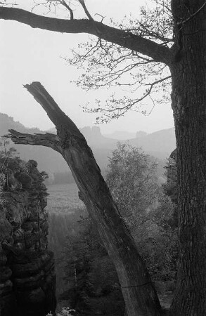 Blick in die Landschaft der Sächsischen Schweiz, im Vordergrund ein Baum mit einem abgestorbenen Ast