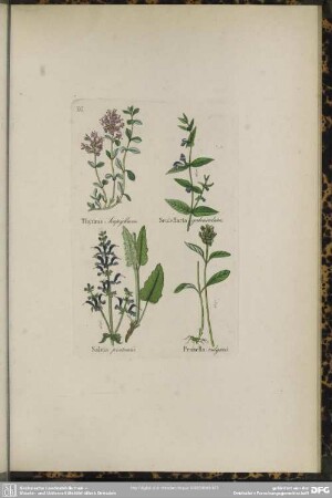 XXI. Thymus Serpyllum. Scutellaria galericulata. Salvia pratensis. Prunella vulgaris