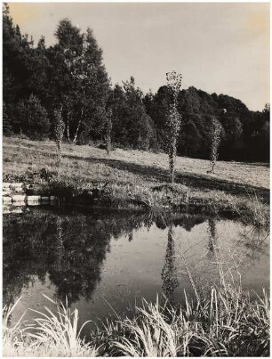 Garten Dr. Tomalla: Teich