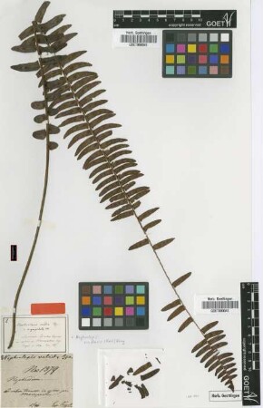Nephrolepis valida Kunze [type]