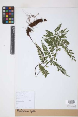 Asplenium spec.