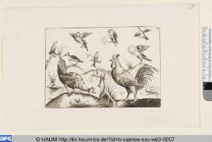 Hahn, Huhn und andere Vögel