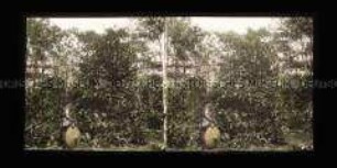 Kaffeeplantage und Mann mit Strohhut im Vordergrund, Buitenzorg, Bogor