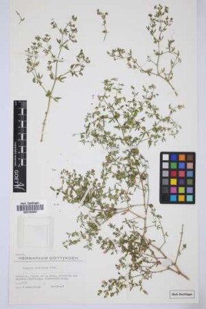 Fagonia albiflora A. Chev.