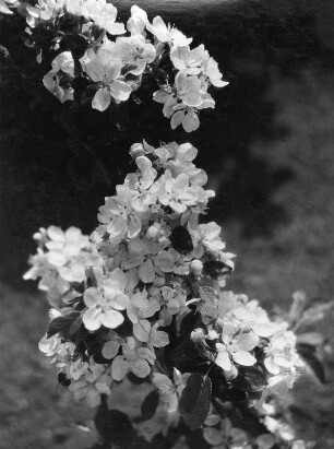 Blüten : Blühender Kirschzweig