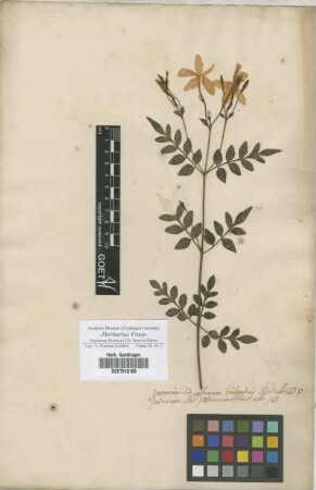 Jasminum