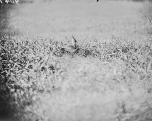 Kiebitz : Kiebitz (Vanellus vanellus Linnaeus) beim Brüten.