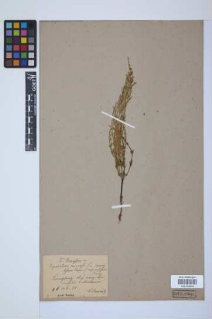 Equisetum arvense L.