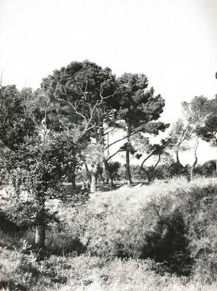 Provence. Landschaft bei Marseille mit Korkeichen und Kiefern
