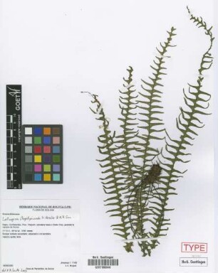 Lellingeria flagellipinnata M.Kessler & A.R.Sm. [paratype]