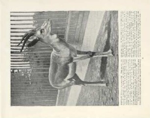 Kropf-Gazelle