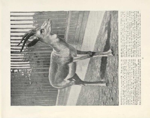 Kropf-Gazelle