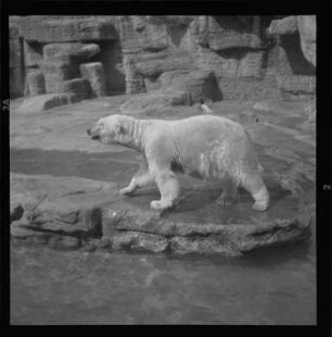 Eisbär im Zoo