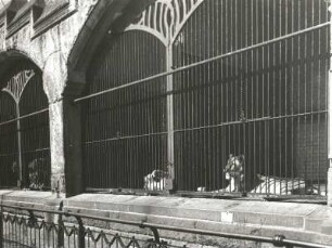 Leipzig, Löwen im Zoologischen Garten : Leipzig. Zoologischer Garten. Neues Raubtierhaus (um 1900). Außengehege der "Großen Seite" mit Löwen (Felis leo)