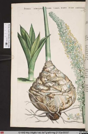 SCILLA AFRICANA FLORE VIRIDI, PARVO BULBO AMPLISSIMO.
