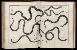 Pl. 16