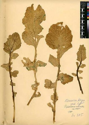 Cruciferae Brassica Rapa Linné, Carl von (1707 - 1778)
