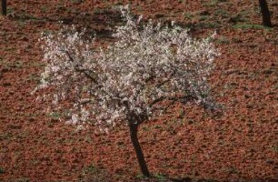 Spanien. Ibiza. Sant Josep. Mandelbaum und rote Erde