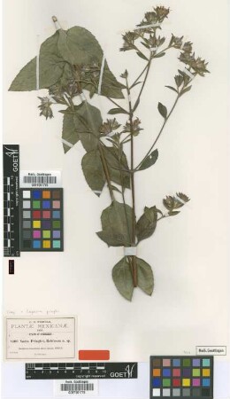 Nocca pringlei B.L.Rob. [type]
