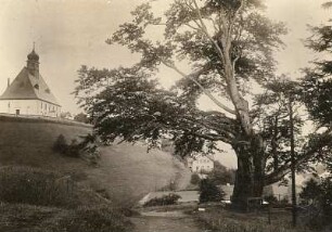 Königsbuche in Oberneuschönberg mit Bergkirche
