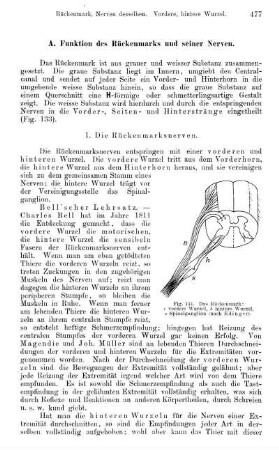 A. Funktion des Rückenmarks und seiner Nerven.