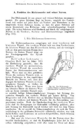 A. Funktion des Rückenmarks und seiner Nerven.