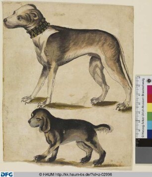 Zwei Hunde