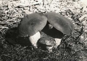 Pilze. Marone (Boletus badius)