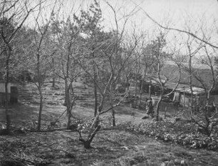Pflaumenhain (Ume) auf der Insel Oshima : Ansicht mit Unterstand