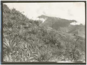 Pinowald und Eryngium-Trift oberhalb von Escola