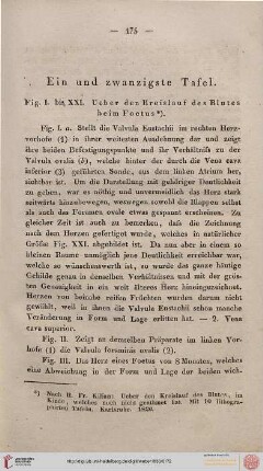 Ein und zwanzigste Tafel [Blutkreislauf beim Foetus]