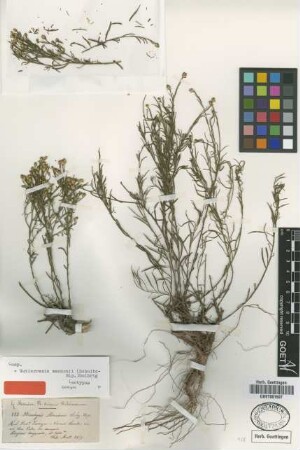 Brachyris mandonii Sch.Bip. [isotype]
