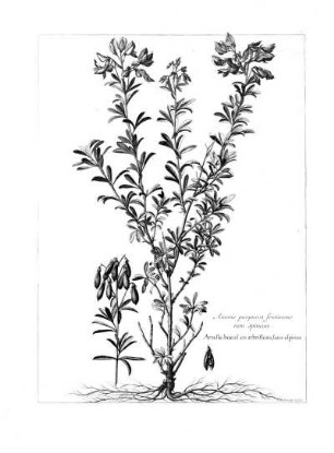 Anonis purpurea frutescens non spinosa