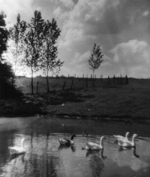 Tiere. Gänse auf einem Teich
