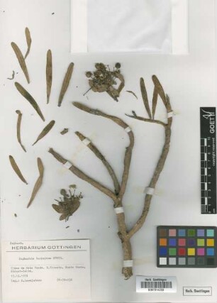 Euphorbia tuckeyana Steud.