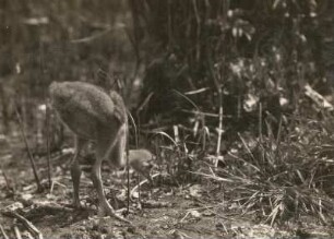Kranich (Grus grus), auch Grauer Kranich oder Eurasischer Kranich, drei Wochen alter Jungvogel in Gefangenschaft, in Bützow