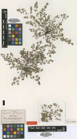 Euphorbia ramosa Seaton var. villosior Greenm.[type]
