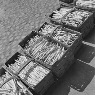 Gifhorn, Konservenfabrik, Anlieferung der Körbe mit frisch gestochenem Spargel in der Konservenfabrik