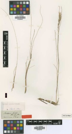 Danthonia stricta Schrad. [type]