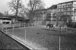 Freigehege der Zebras im Karlsruher Zoo.